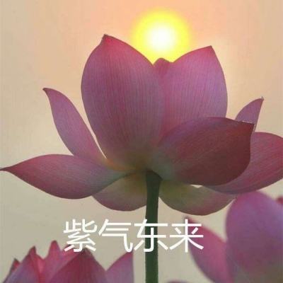 口袋妖怪大师版h5破解版下载